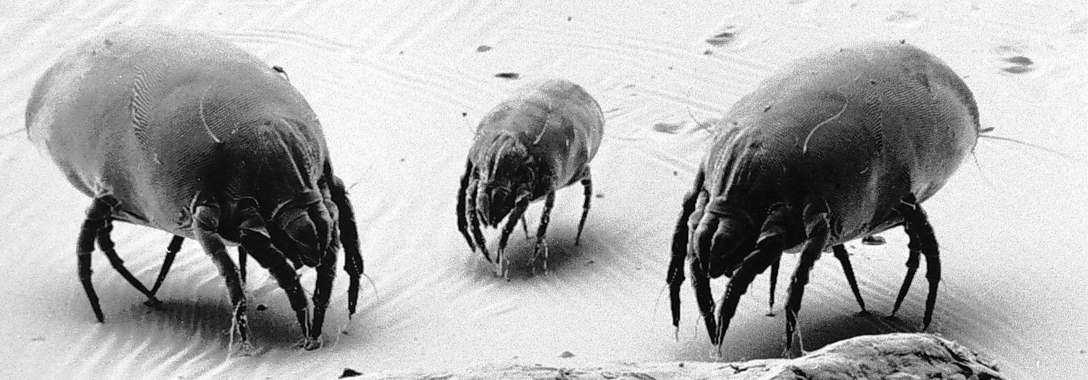 Mites